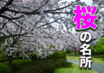 桜が満開ですね!2021年度版!京橋地域の桜の名所!