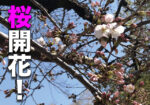 東野田公園の桜に勝手に開花宣言!!