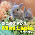 都会のオアシス Mimi Lapin
