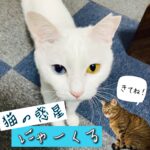 ネコ好きたちが集まるゆっくりできる猫カフェ【猫の惑星にゃ~くる】