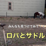 北京橋にロバ発見！！？？？