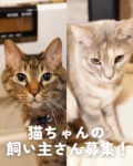 助けてください！猫ちゃんの飼い主さんになれる方、探してます。