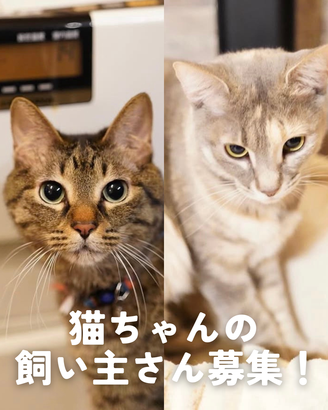 助けてください！猫ちゃんの飼い主さんになれる方、探してます。